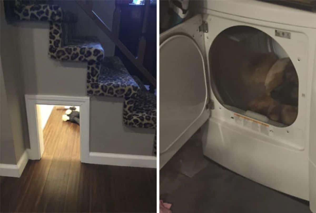1 photo of a dog house under the stairs and 1 photo of a dog hiding inside a washing machine