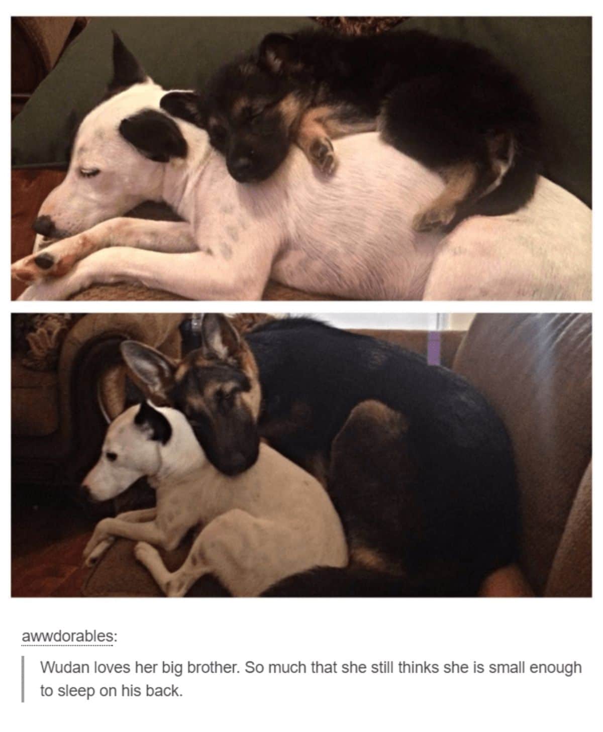 1 photo of a german shepherd puppy sleeping on white and black dog on a sofa and 1 photo of adult german shepherd sleeping on the dog