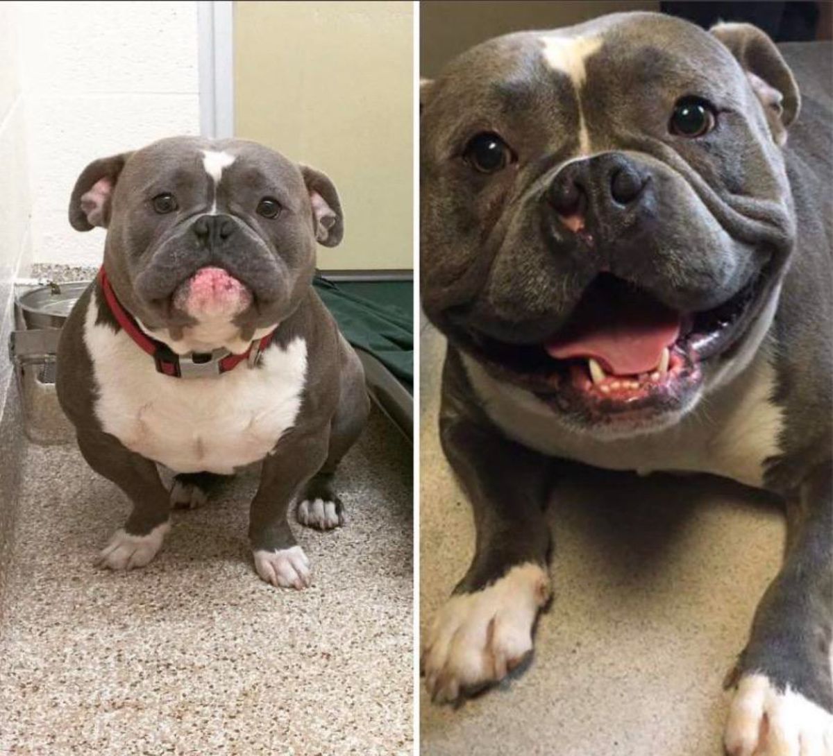 1 photo of a grey and white dog looking sad and 1 photo of the same dog smiling