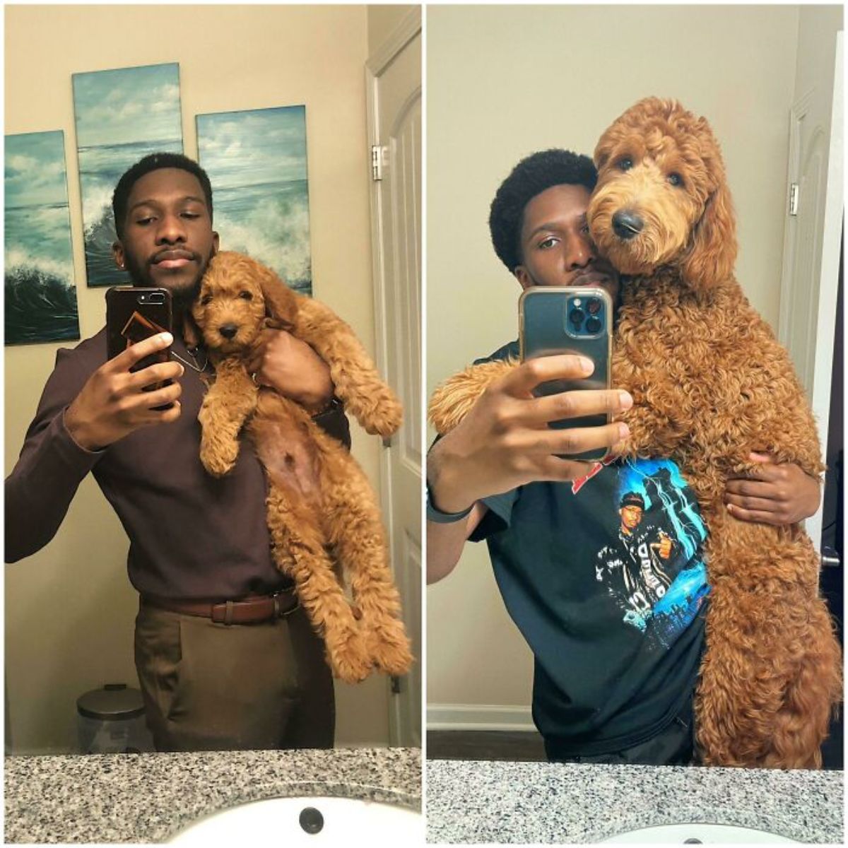 1 photo of a man with a brown poodle puppy and 1 photo of the same man with the grown up dog