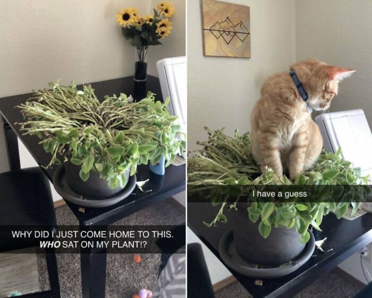 1 photo of a plant that's flattened and 1 photo of an orange cat sitting in the middle of the plant