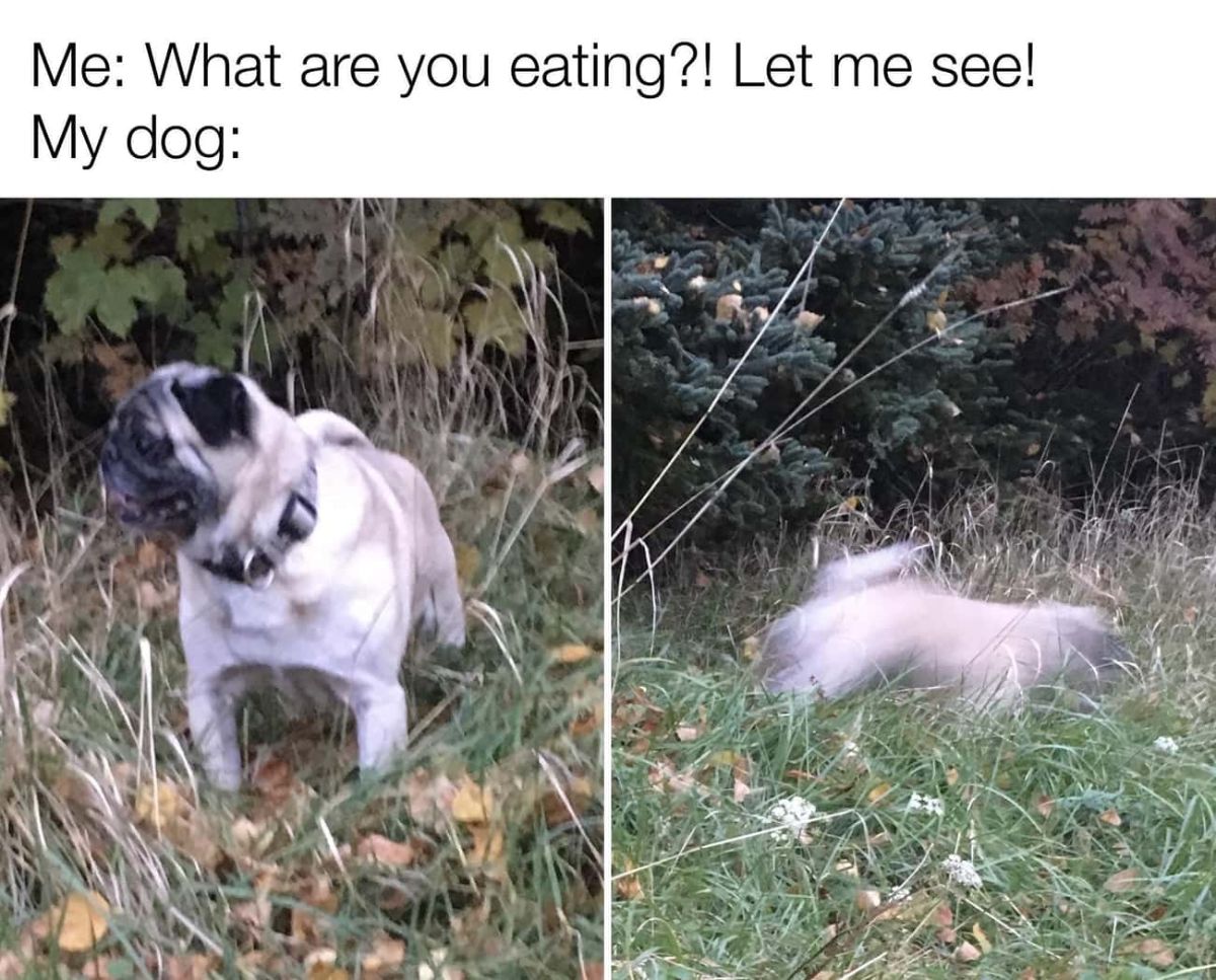 1 photo of a pug standing on grass and 1 photo of the dog zooming away