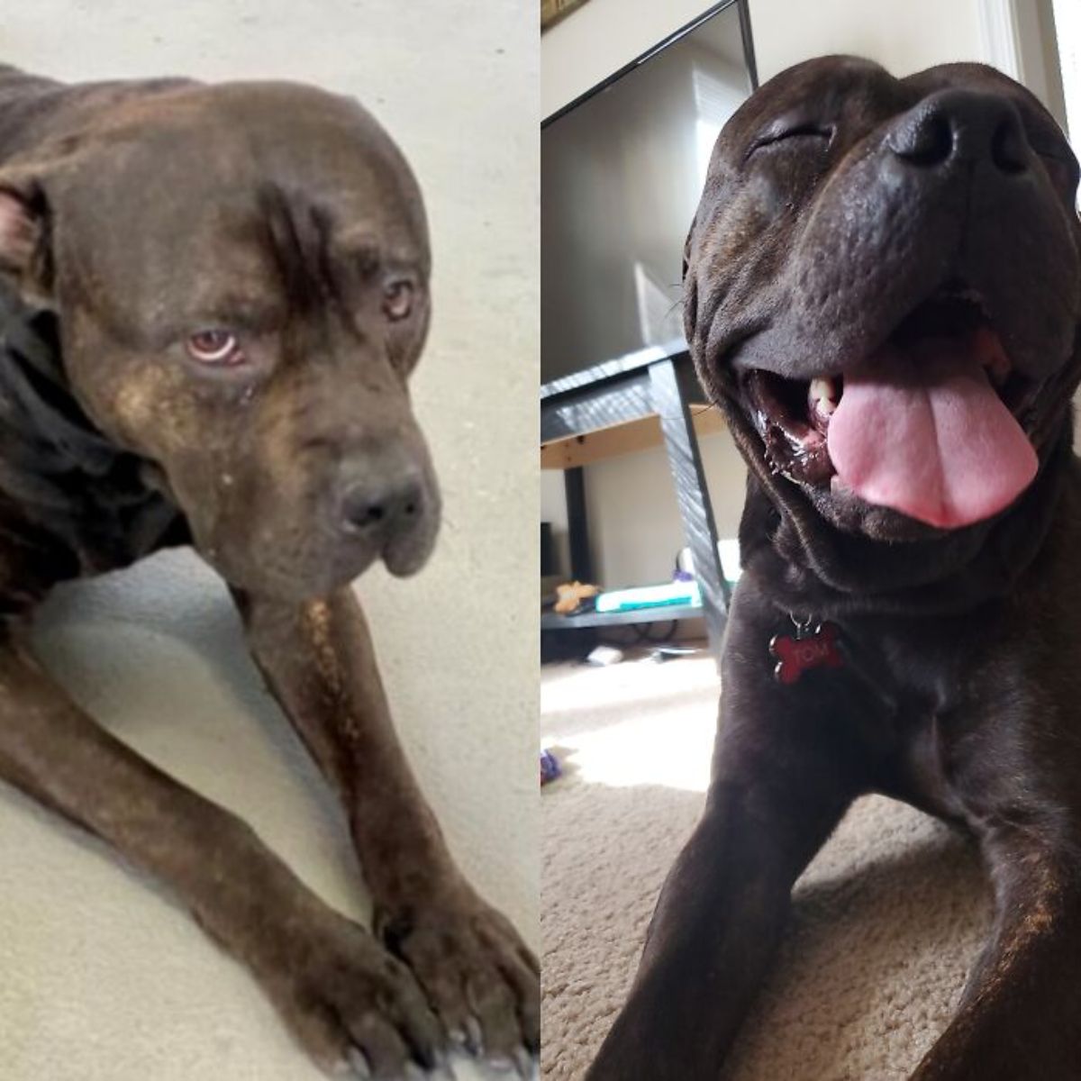 1 photo of a sad black dog and 1 photo of the same dog healthy and happy