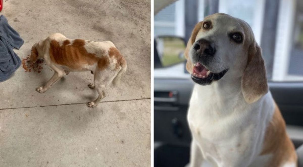 1 photo of a thin brown and white dog eating food and 1 photo of the same dog healthy and smiling in a vehicle