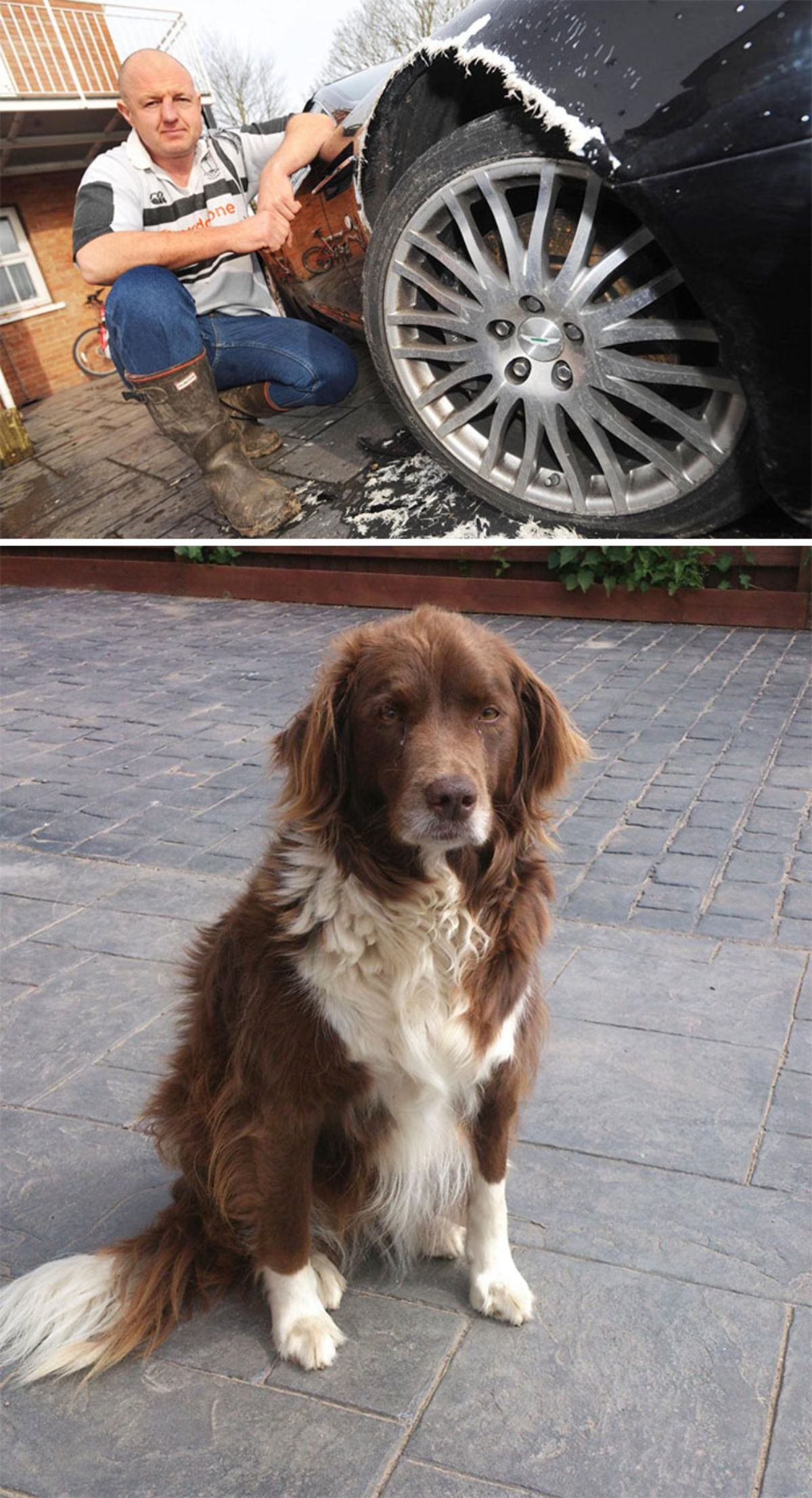 1 photo of black car with a part over the tire chewed up with a man kneeling by it and 1 photo of fluffy brown and white dog sitting on the ground