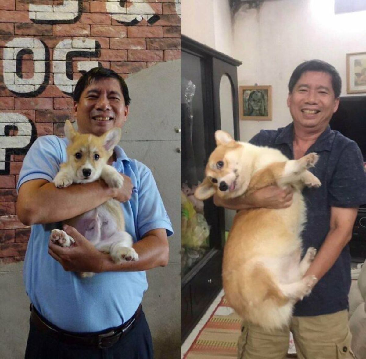 1 photo of brown and white corgi puppy held by a man and 1 phoot of the same man holding the grown up dog