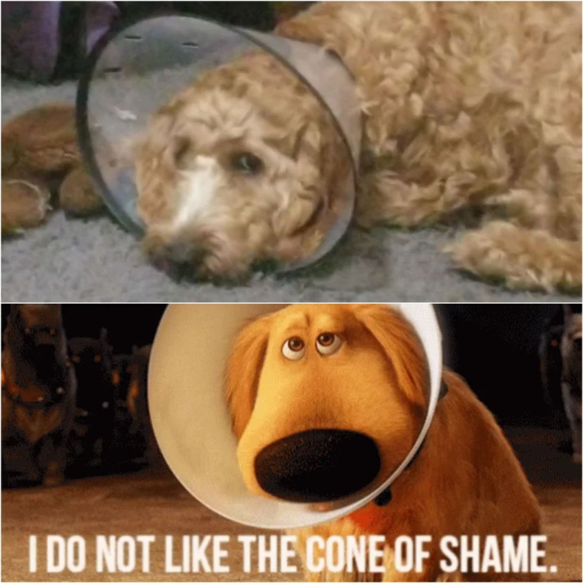 1 photo of brown fluffy dog in a cone of shame and 1 photo of brown dog Doug from the movie Up in a cone of shame