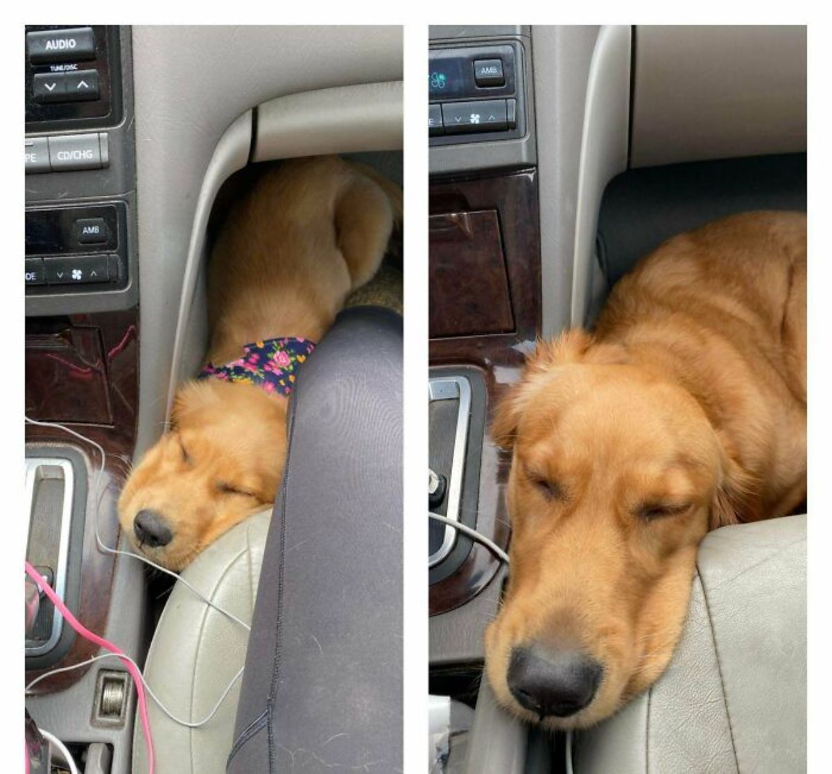 1 photo of golden retriever puppy sitting up and sleeping on the floor by the driver's seat and 1 photo of the same dog grown up