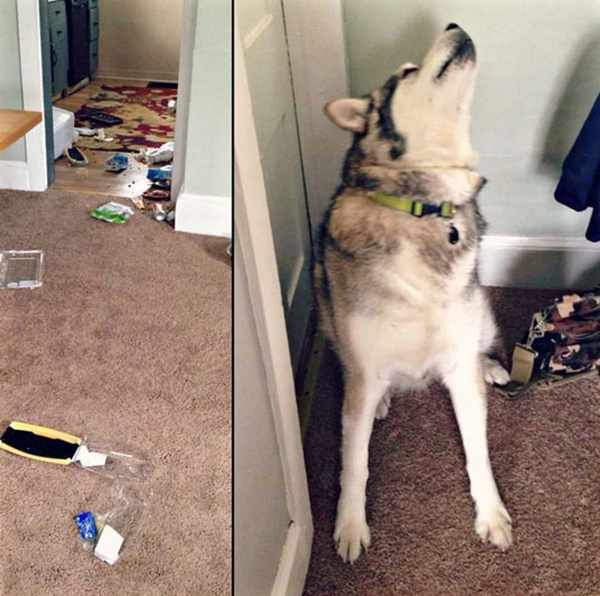 1 photo of trash all over a hosue and 1 photo of a black and white husky looking up away from the camera
