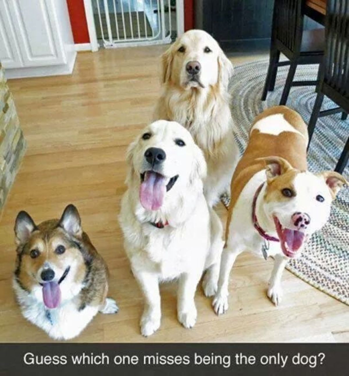 1 smiling corgi, 1 smiling golden retriever and 1 smiling brown and white pitbull and 1 unhappy golden retriever behind them