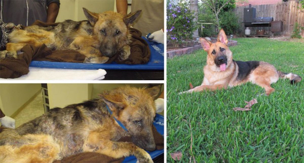 2 before photos of sad and mostly furless german shepherd and after photo of happy german shepherd