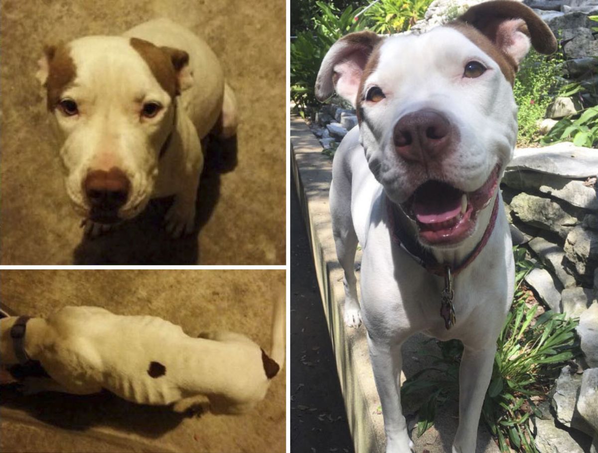 2 before photos of sad and thin white and brown pitbull and after photo of happy brown and white dog