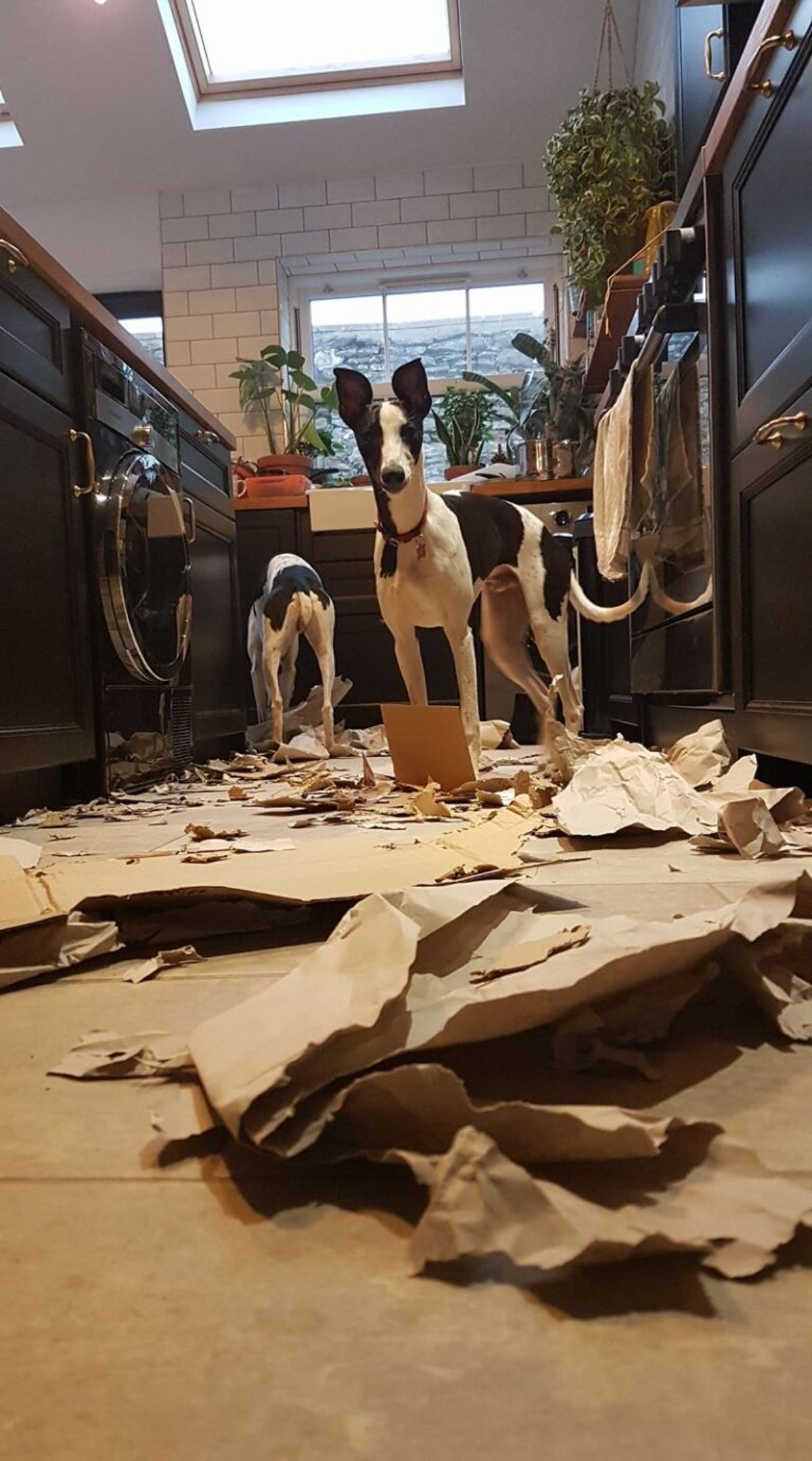 2 black and white dogs ripping up cardboard in a kitchen