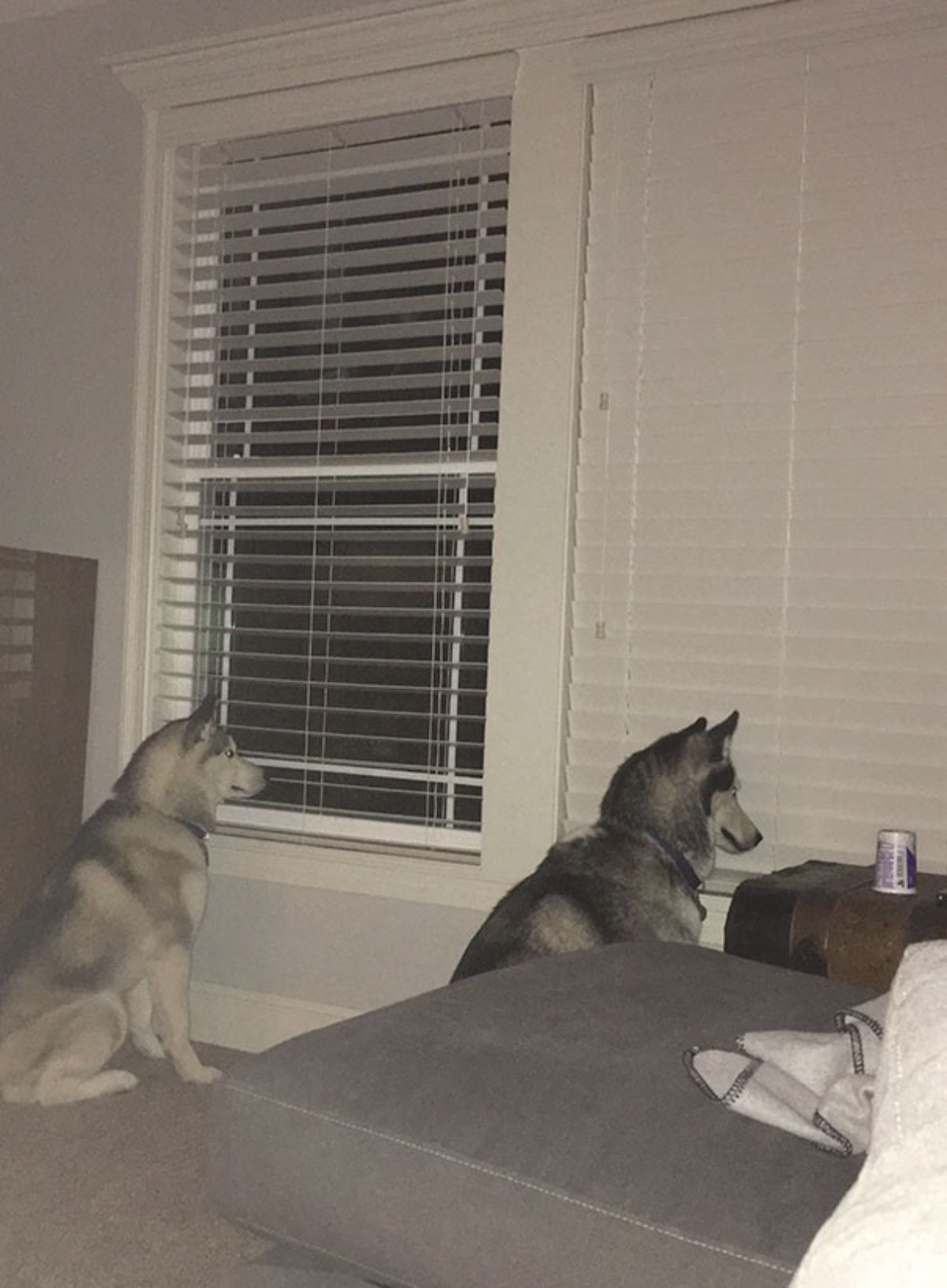 2 black and white huskies sitting at a window with 1 looking out and the other one staring at white blinds
