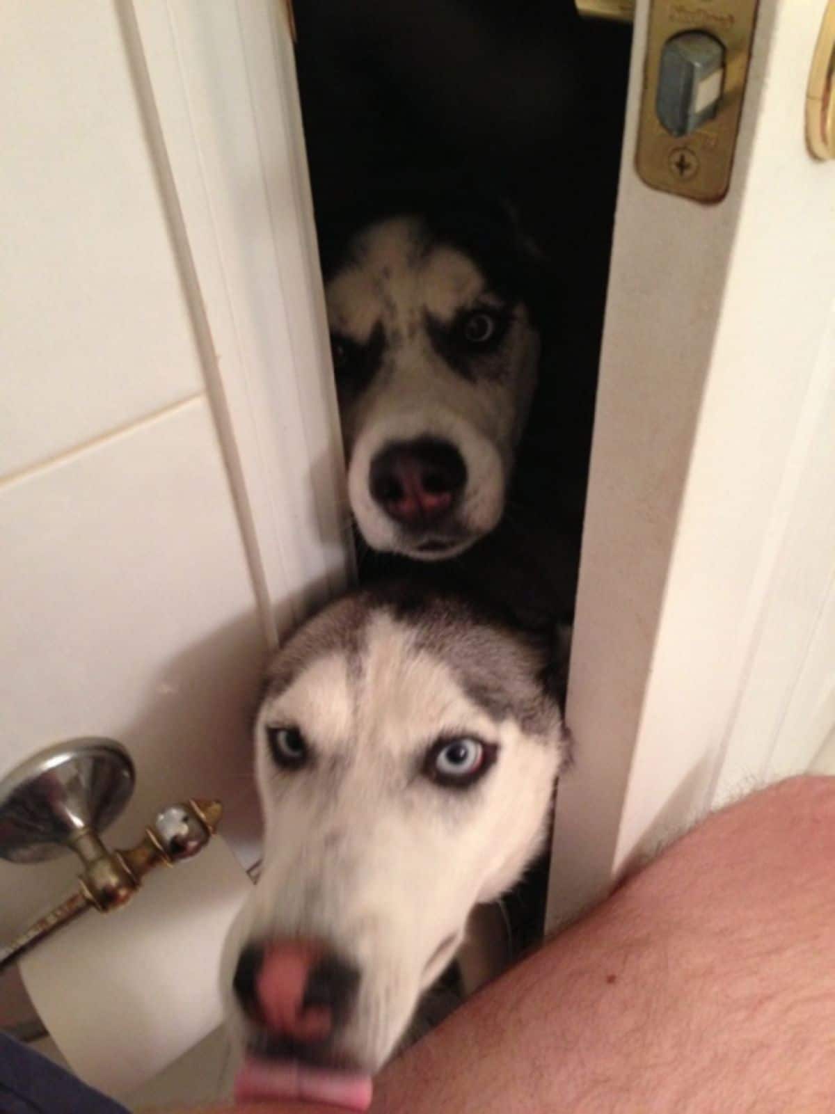 2 black and white huskies sticking their heads through the gap in a white door