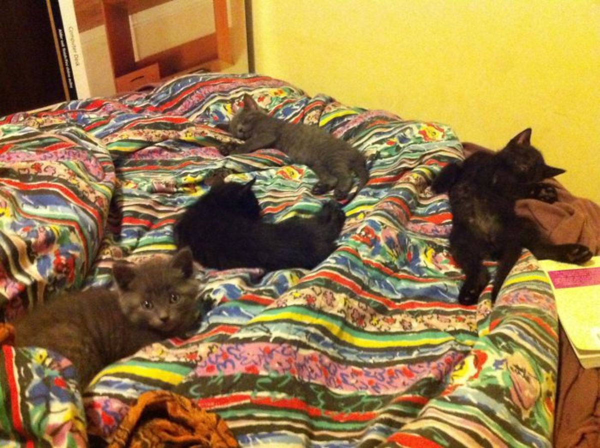 2 black kittens and 2 grey kittens sleeping on a colourful bed