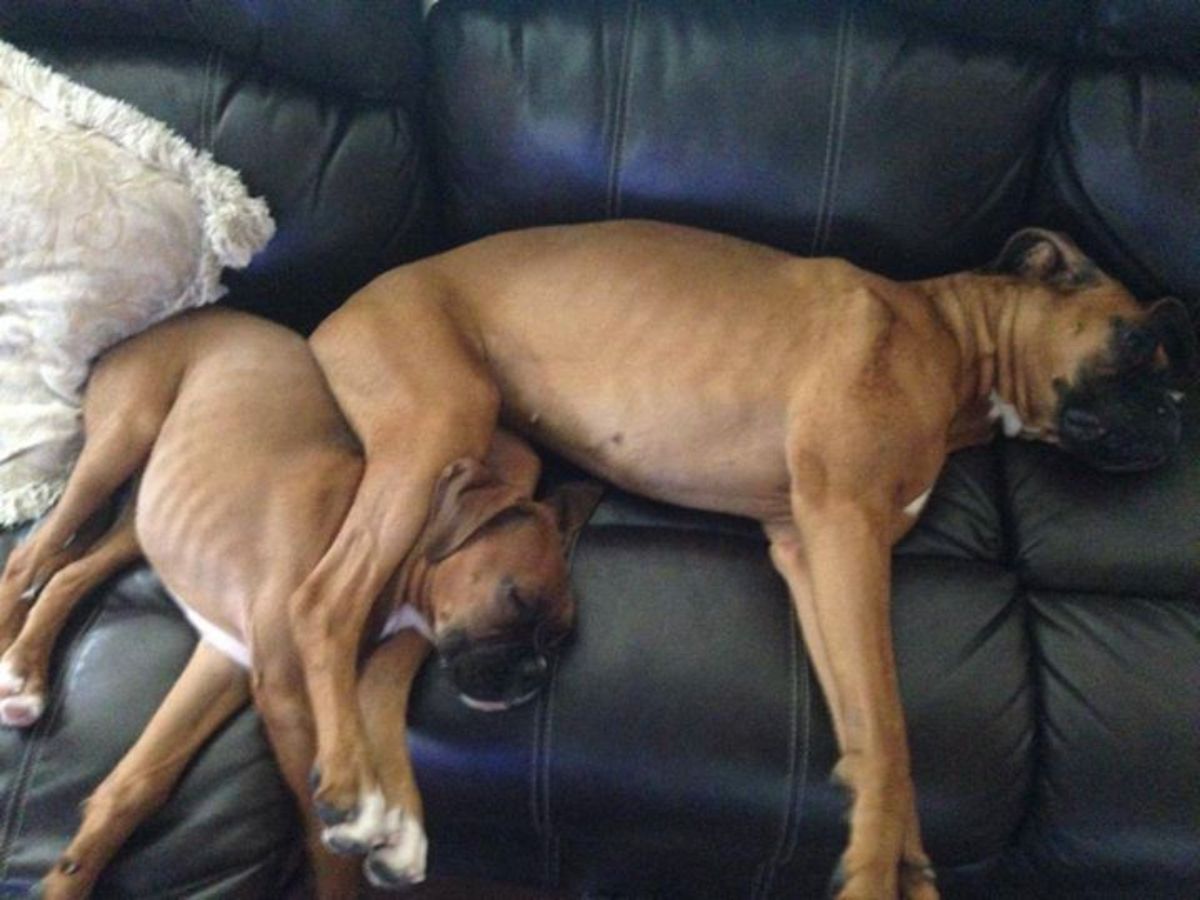 2 brown and white boxer sleeping on a black sofa with one dog placing the legs on the other dog's neck
