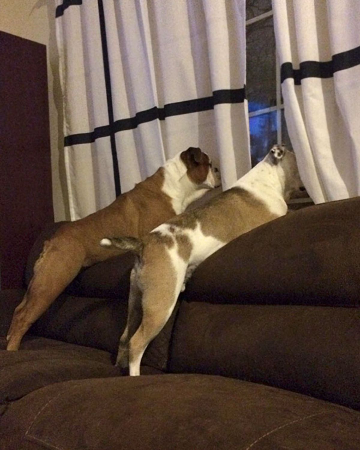 2 brown and white bulldogs on hind legs on brown sofa with 1 of them looking out a window and the other staring at the curtain