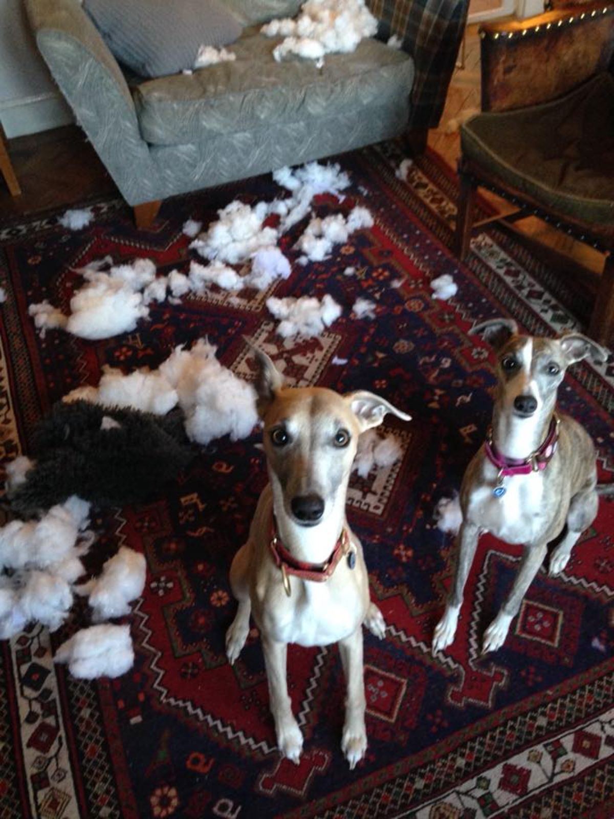 2 brown and white whippets sitting on a rug with ripped up white stuffing from a couch
