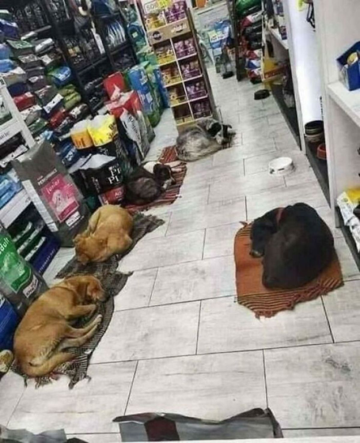 2 brown dogs, 1 brown and white dog, 1 black and white dog and 1 black dog sleeping on rugs inside a shop