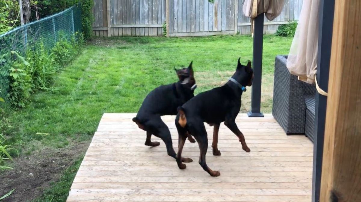 2 doberman pinschers on a wooden patio jumping around trying to catch a fly