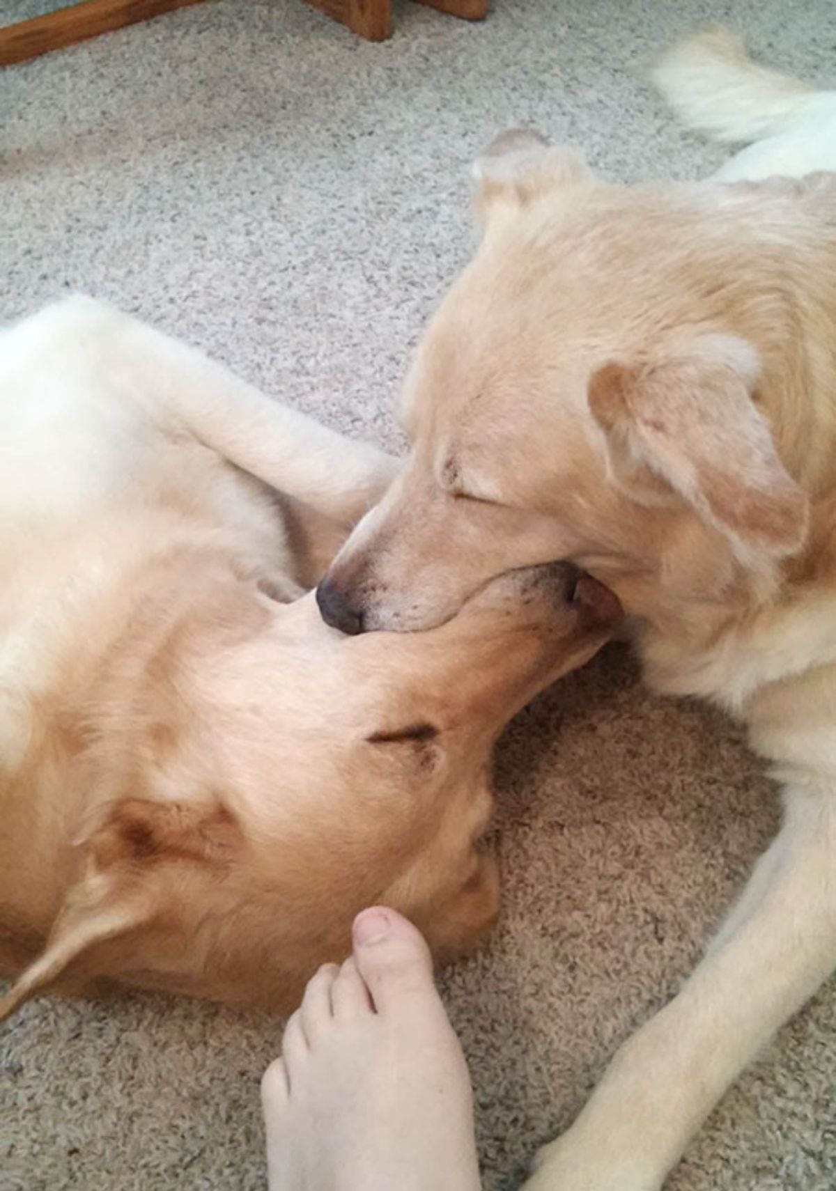 2 golden retrievers laying on the ground holding onto each other's mouths