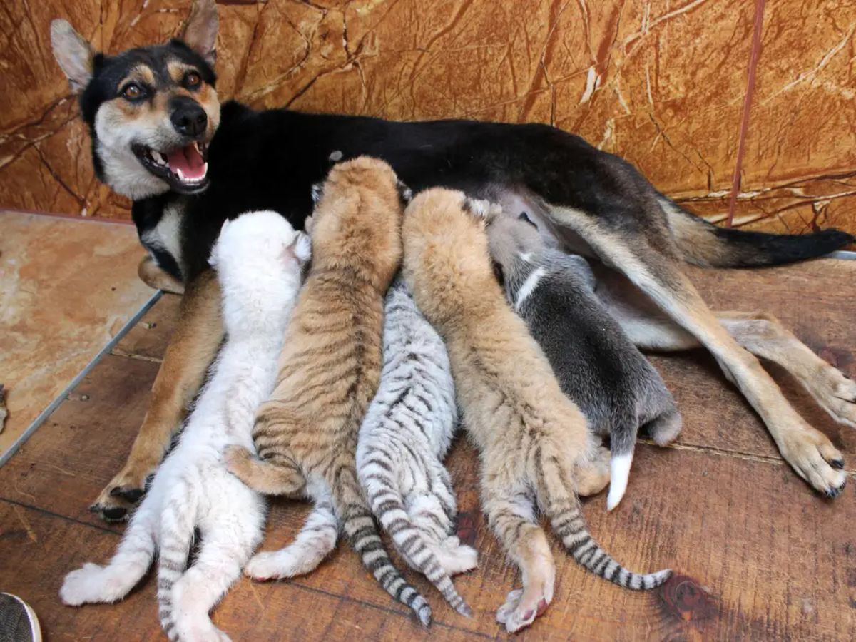 2 orange and 2 white tiger cubs and 1 black and white puppy drinking milk from a black brown and whtie dog laying sideways on the floor