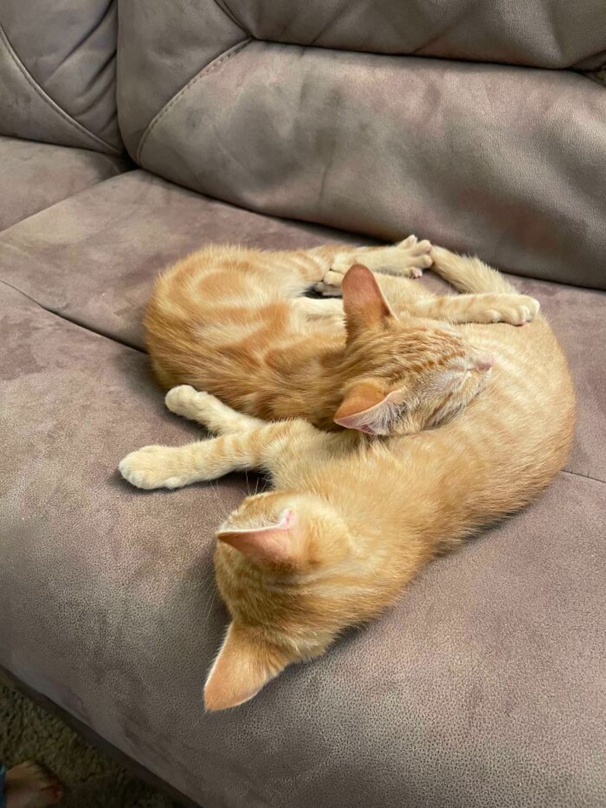 2 orange kittens cuddling and sleeping together on a brown sofa
