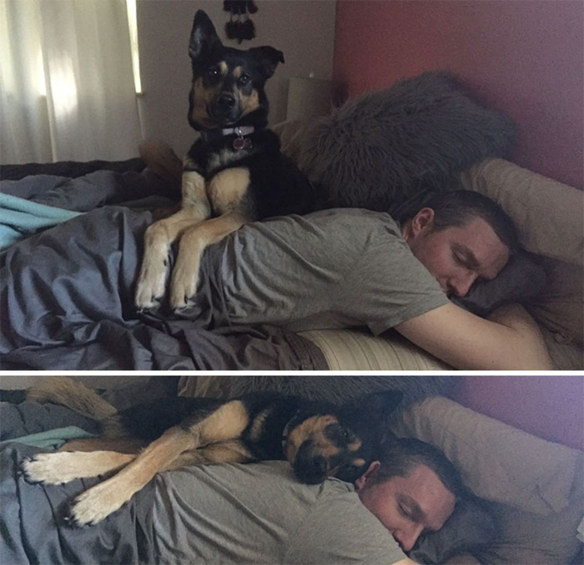 2 photos of a black and brown german shepherd cuddling with a man sleeping on a bed
