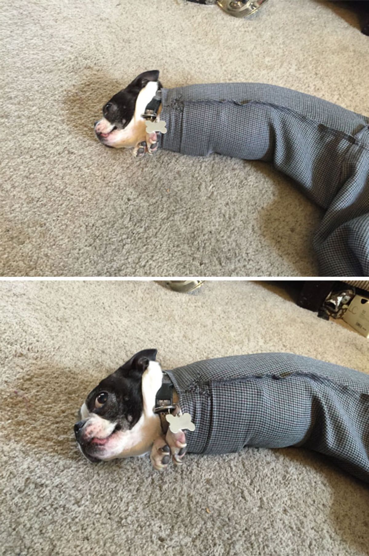 2 photos of a black and white french bulldog laying on carpet stucki inside the arm of a coat with the dog's front paws sticking out under the chin