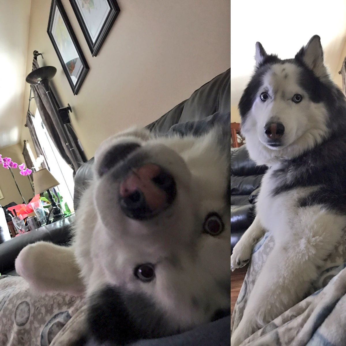 2 photos of a black and whtie husky being really close to their person