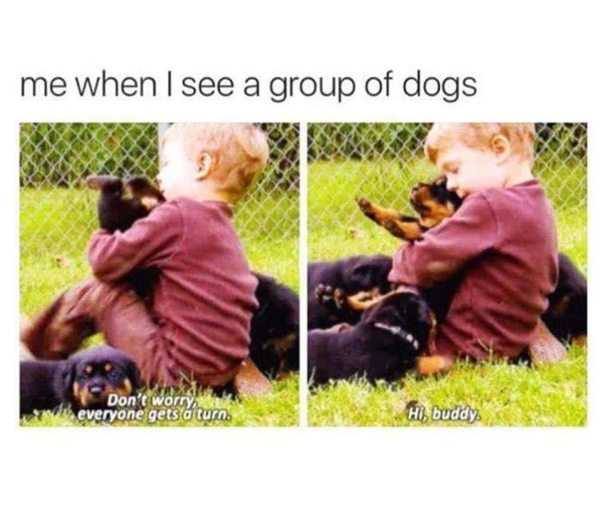 2 photos of a boy hugging black and brown puppies sitting on grass