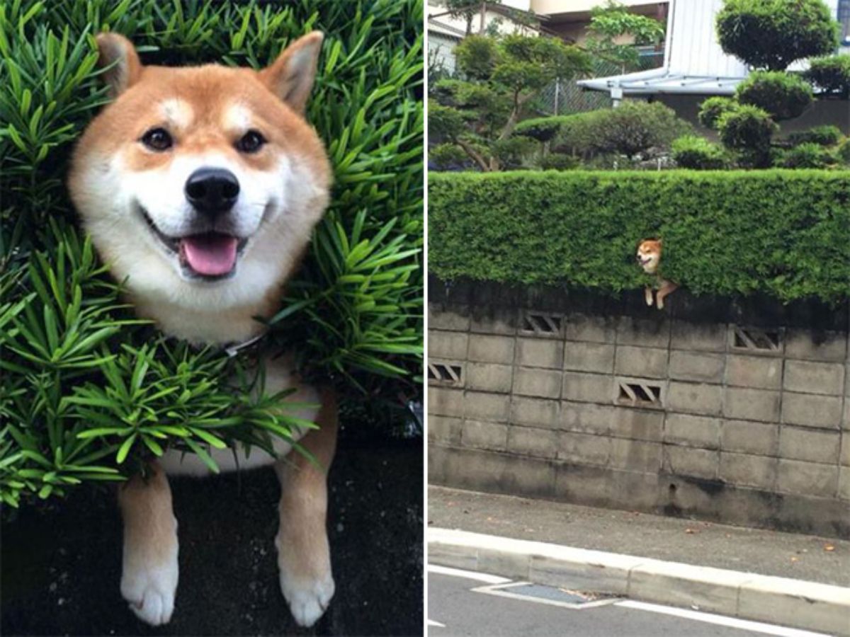 2 photos of a brown and white shiba inu stuck in a hedge