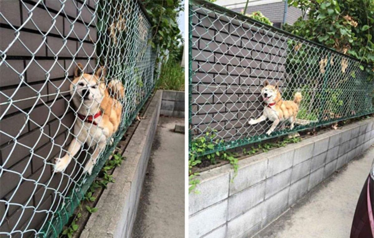2 photos of a brown and white shiba inu stuck suspended between a grey metal fence and a brick wall
