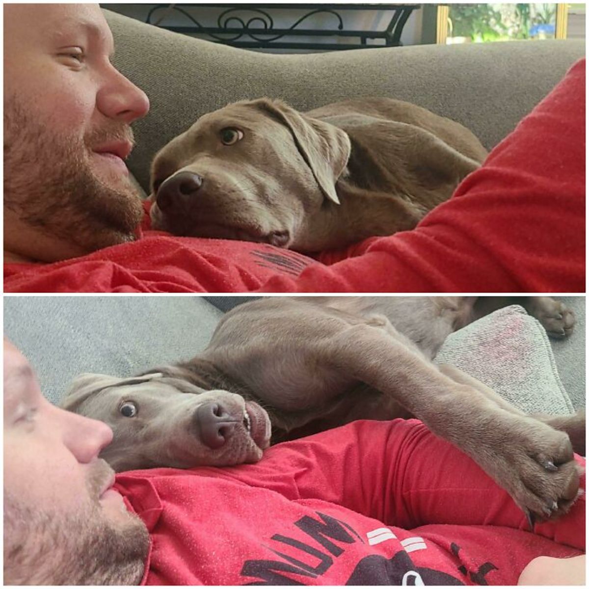 2 photos of a brown dog laying partly on a man and looking at him lovingly