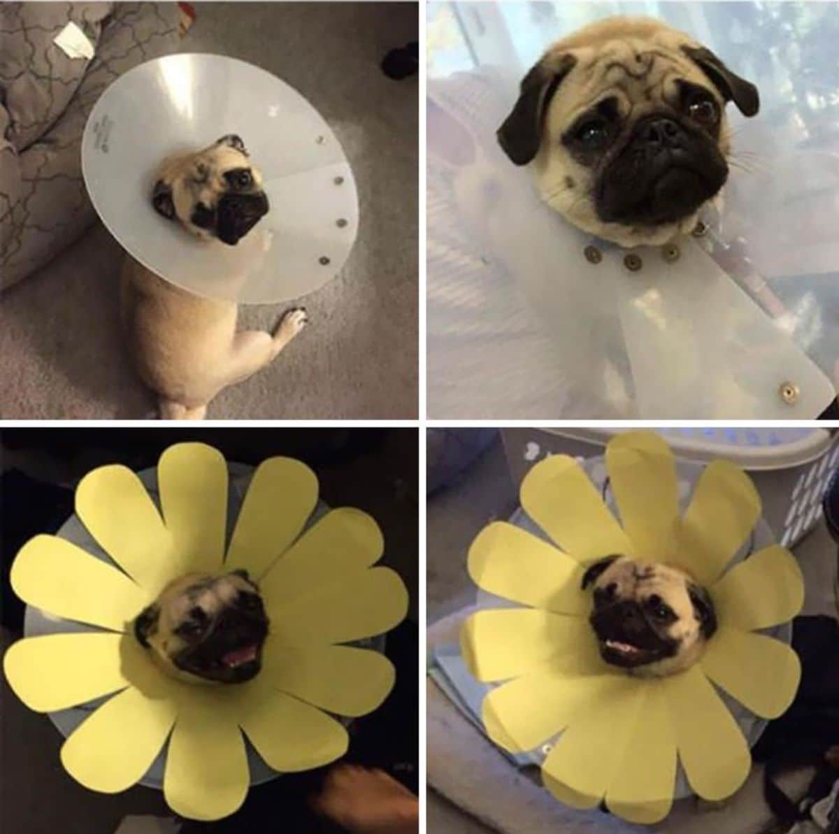 2 photos of a brown pug in cone of shame and 2 photos of the cone of shame transformed into a sunflower