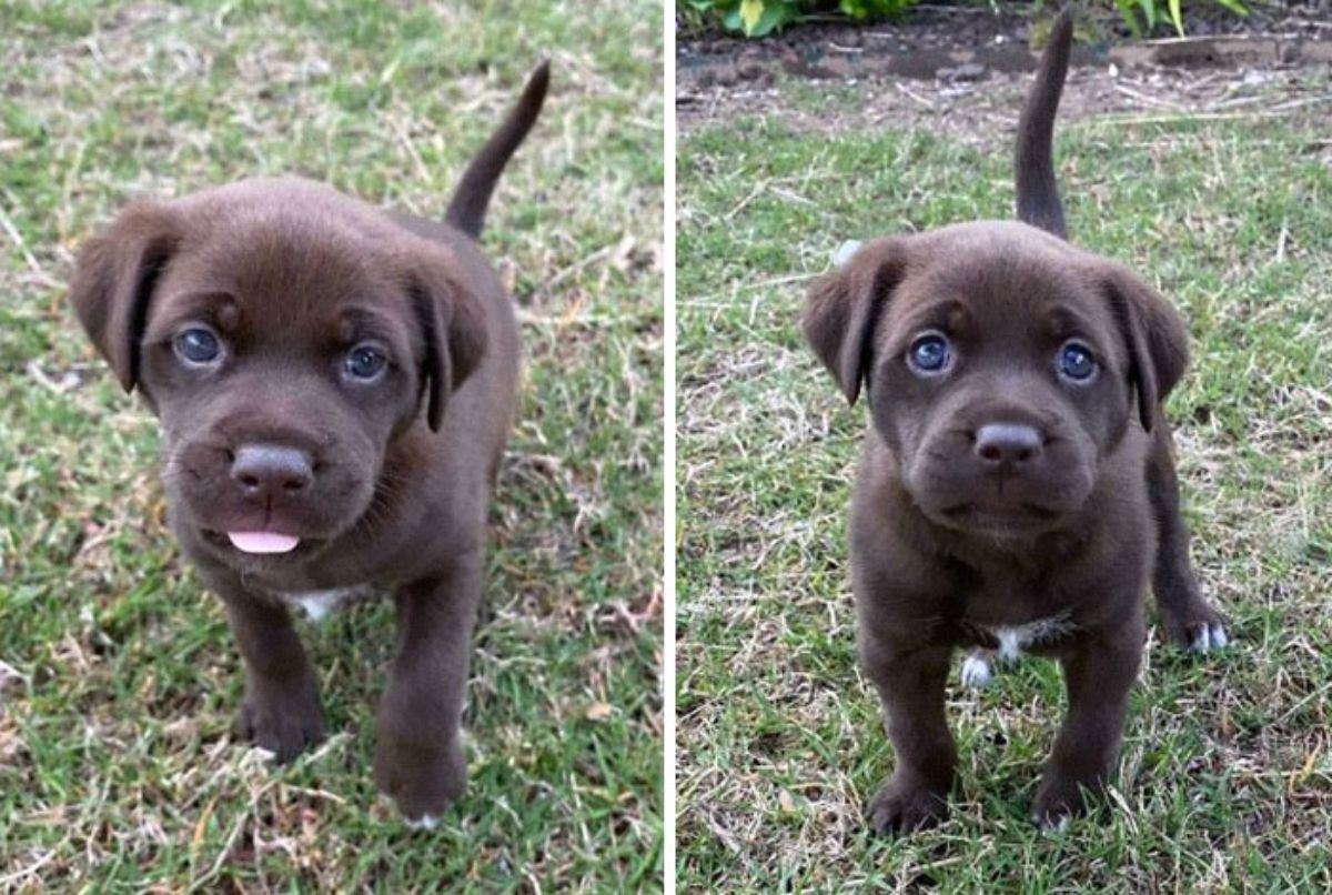 2 photos of a brown puppy standing on grass