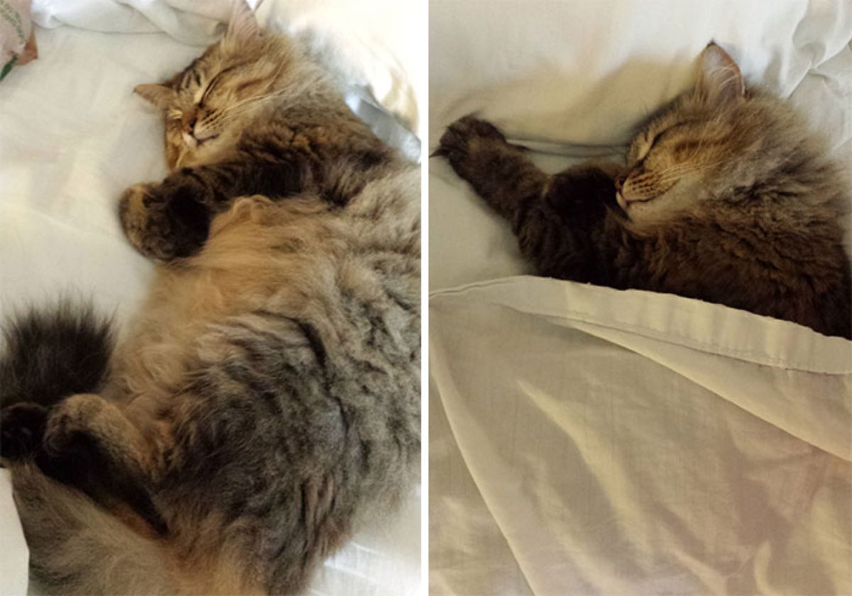 2 photos of a fluffy brown black and grey cat sleeping on a white bed with the cat tucked under a white blanket in the second photo