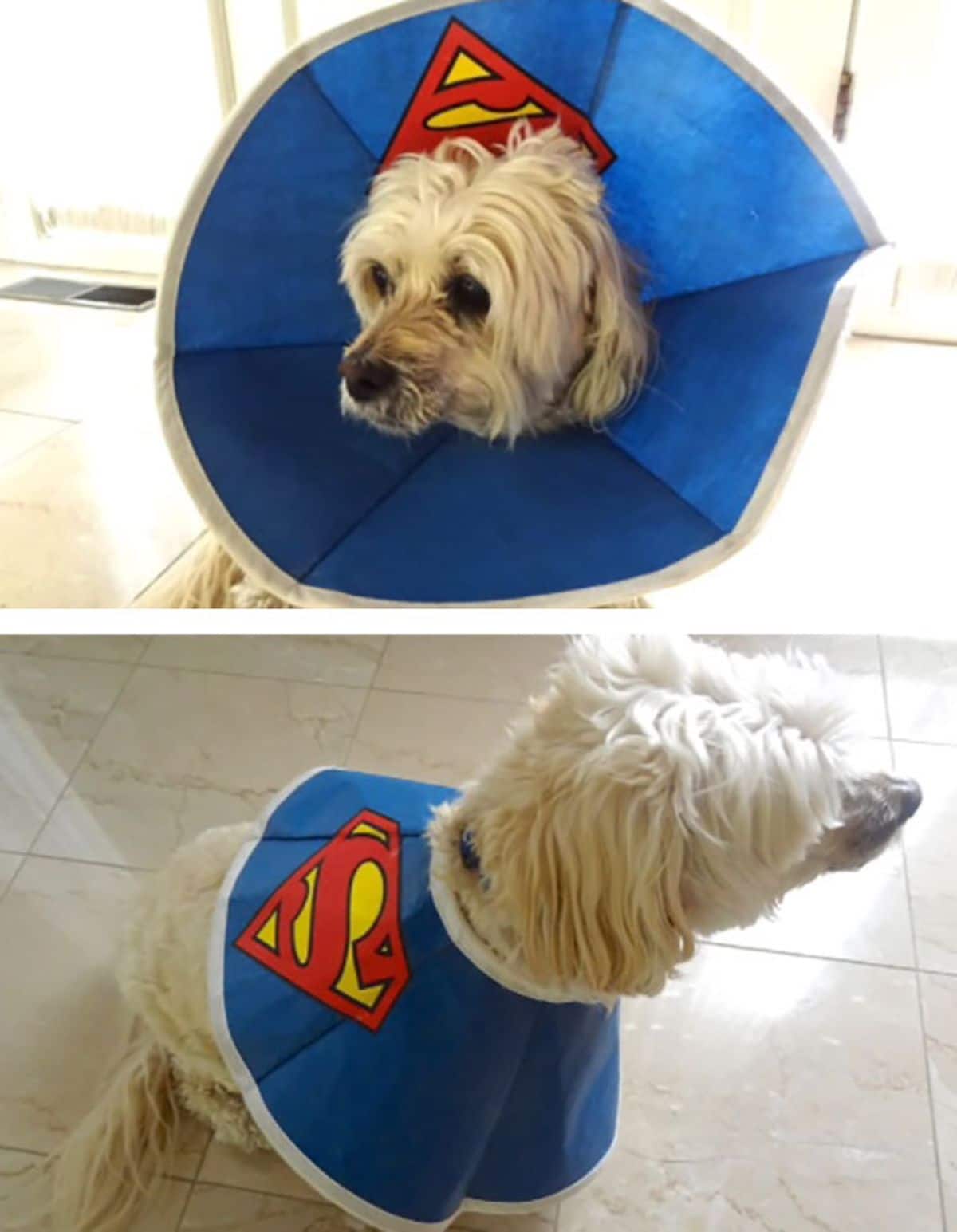 2 photos of a fluffy white dog with a blue superman cone of shame