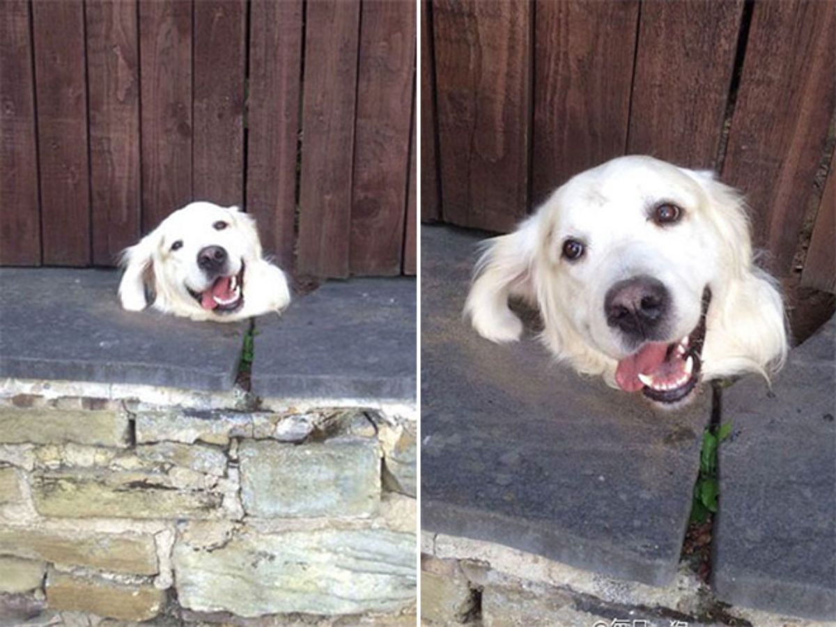 2 photos of a golden retriever's head showing from a hole between a concrete and granite ledge and a wooden fence