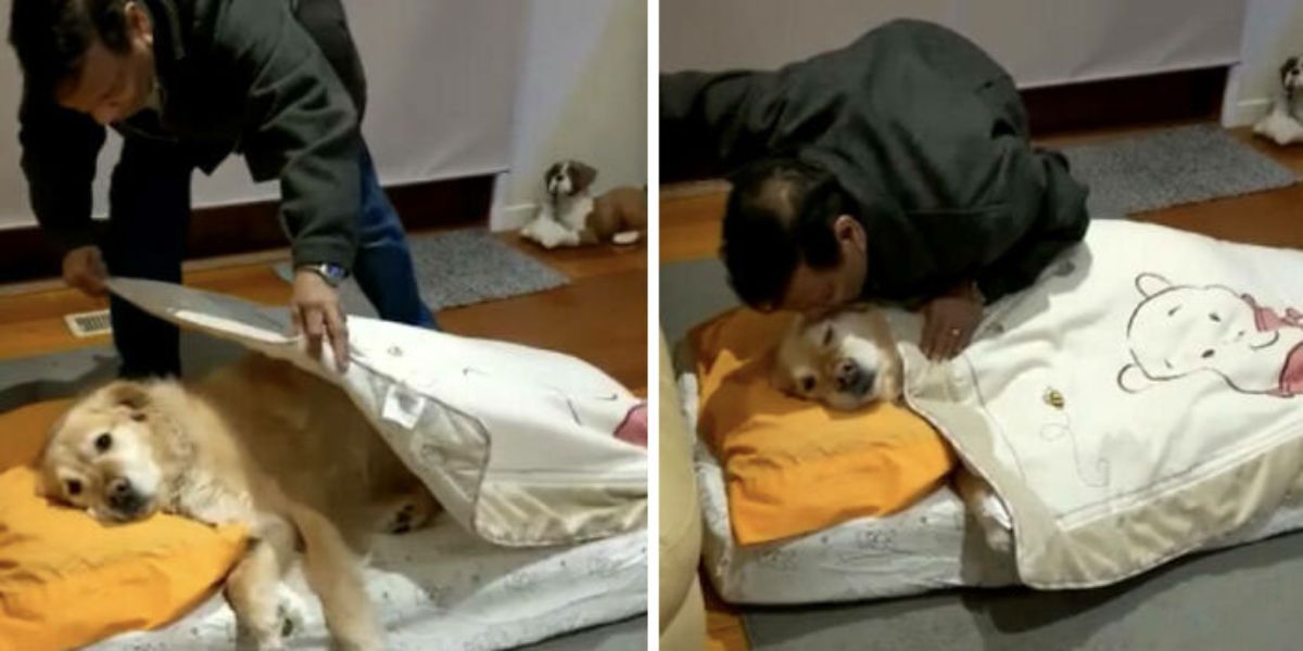 2 photos of a man tucking a brown and white dog into a dog bed and kissing the dog good night