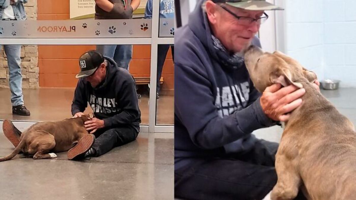 2 photos of an old man petting and cuddling a brown and white dog