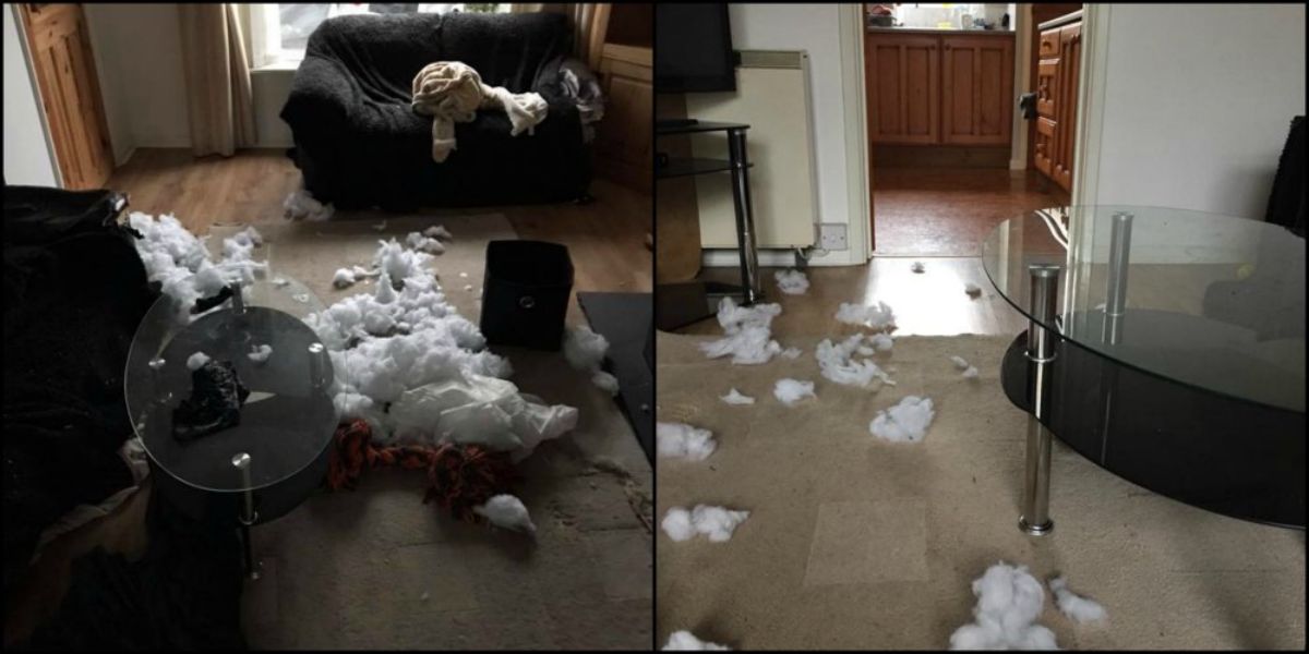 2 photos of white stuffing from a ripped up couch everywhere on the floor