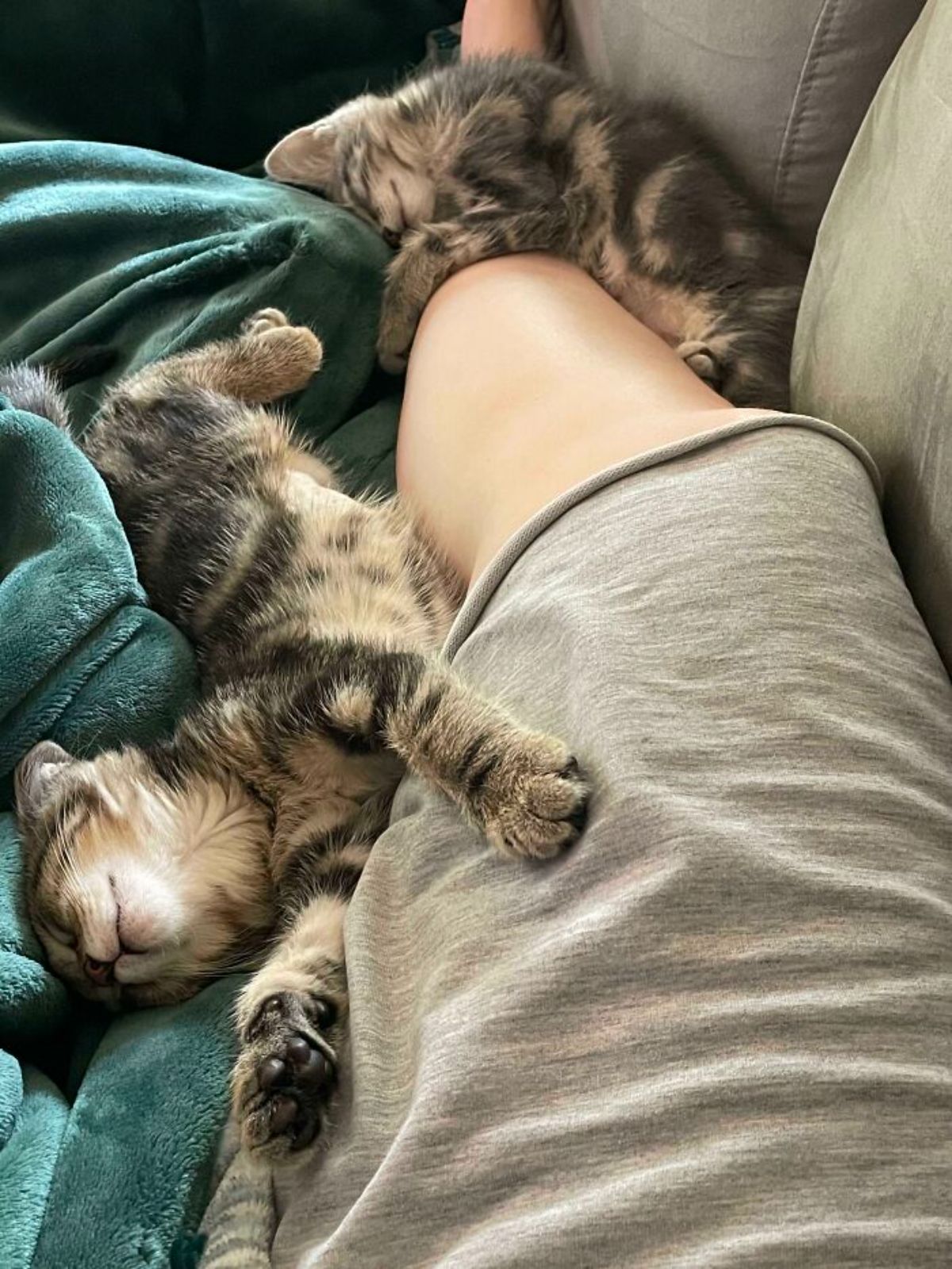 2 tabby kittens cuddling and sleeping against someone's leg