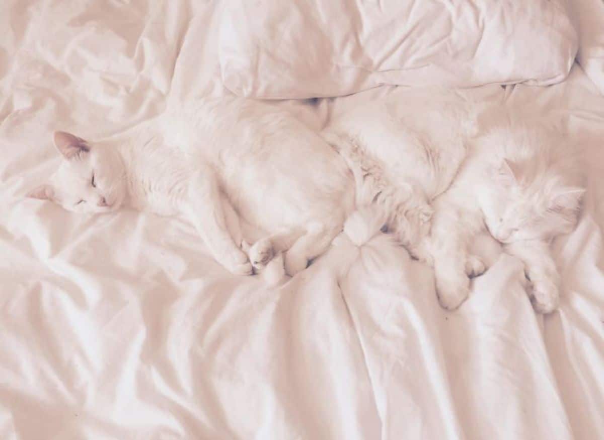 2 white cats sleeping on a white bed