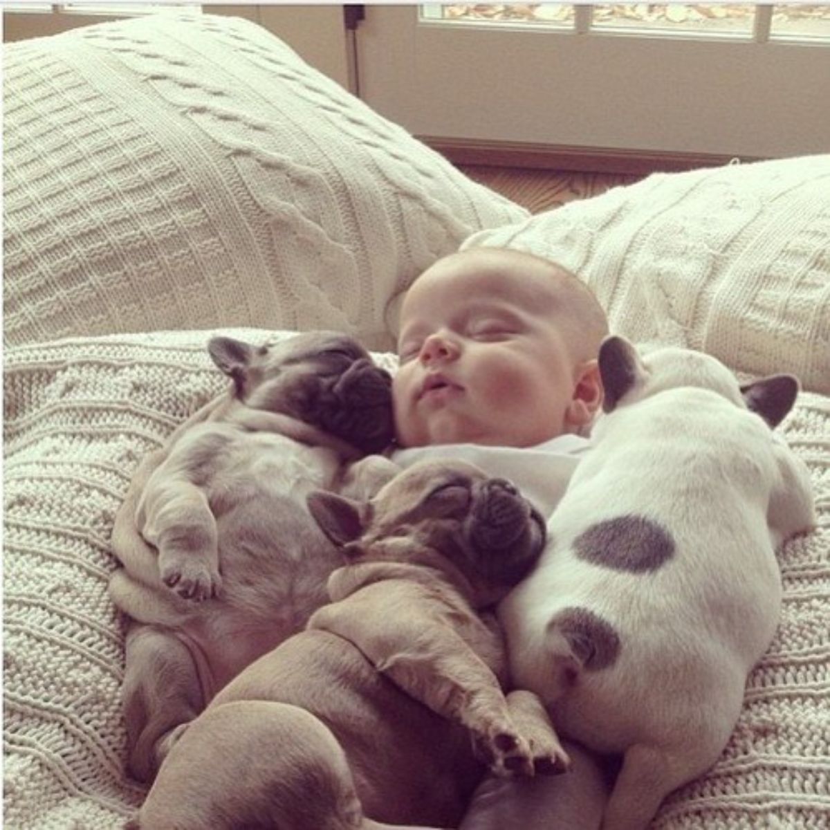 3 french bulldog puppies laying on either side and on top of a baby on a bed