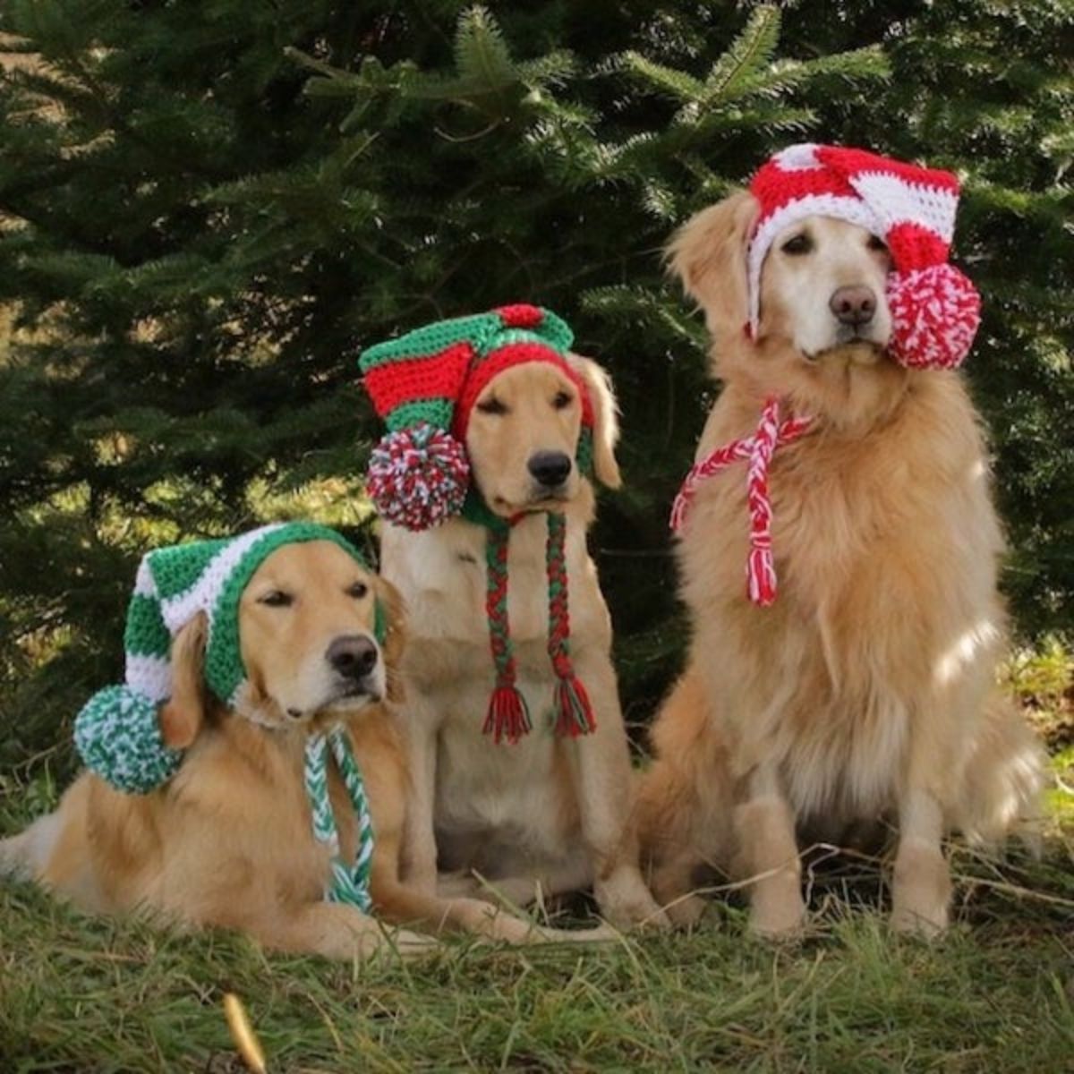 3 golden retrievers wearing green and white, green and red and red and white festive crocheted hats