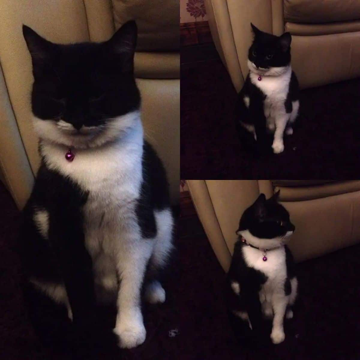 3 photos of a black and whtie cat sitting with three quarters of the face black and the rest is white