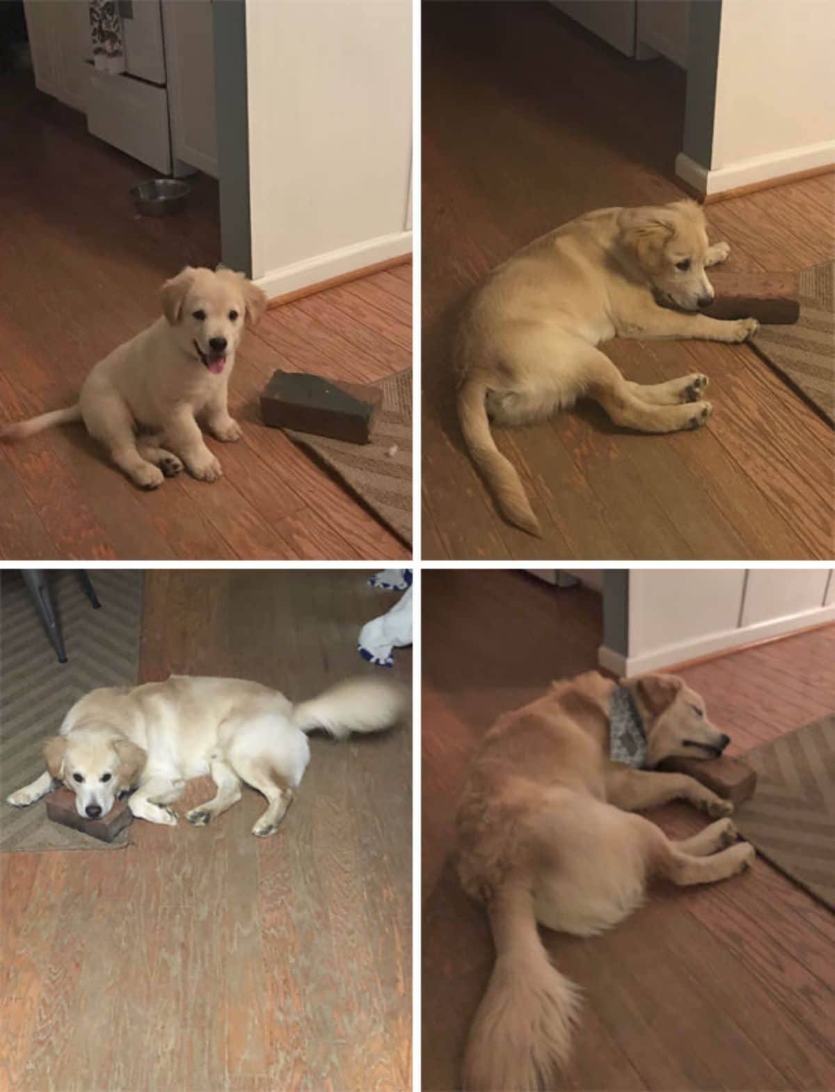 3 photos of a golden retriever puppy with a red brick and 1 photo of an adult golden retriever with a red brick