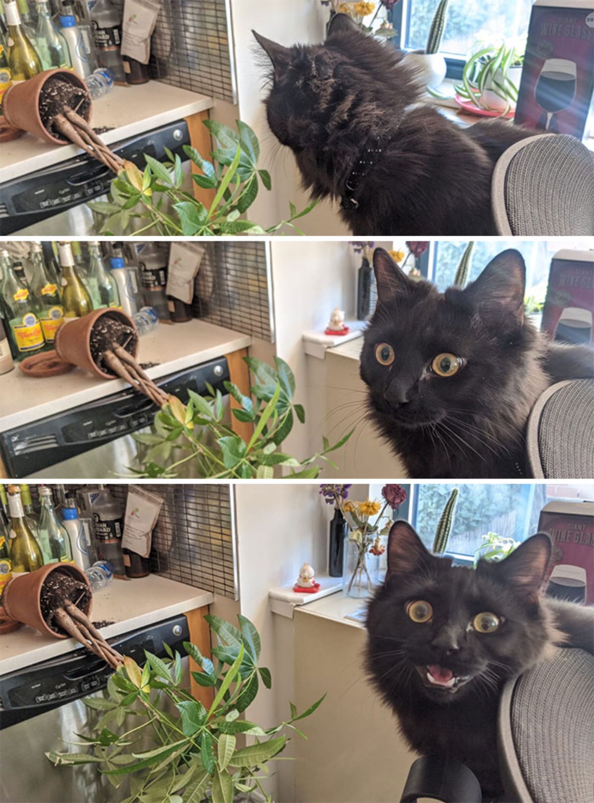 3 photos of a tipped over plant on a table and a black cat looking at the plant and then the camera